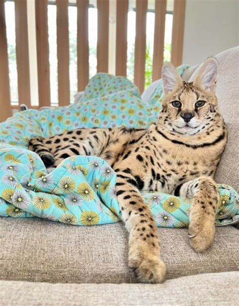 is chloe the serval declawed